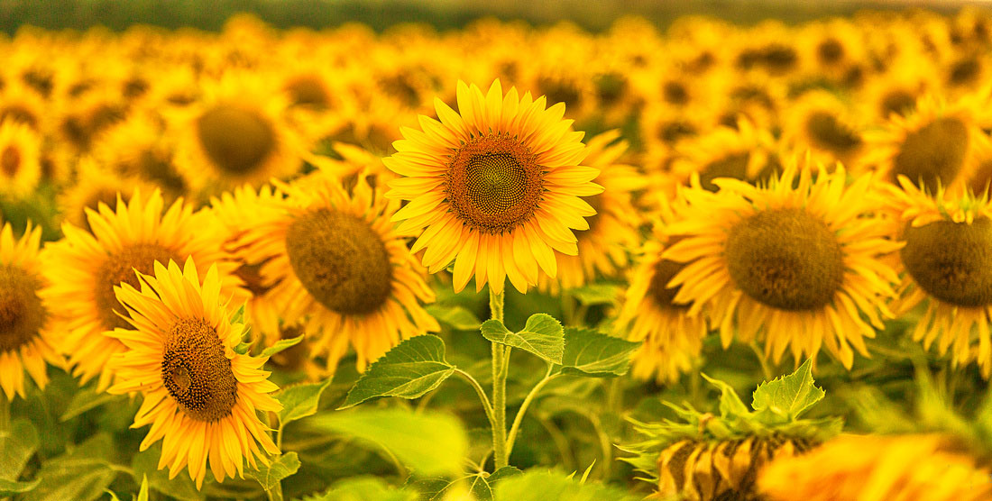 propago-floarea-soarelui